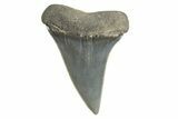 Fossil Broad-Toothed Mako Tooth - South Carolina #340982-1